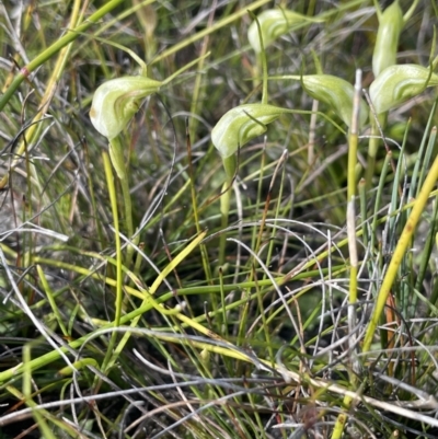 Pterostylis pedoglossa (Prawn Greenhood) at Ben Boyd National Park - 24 Apr 2022 by JaneR