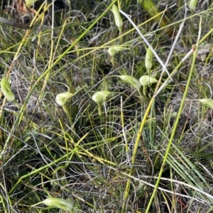 Pterostylis pedoglossa at Green Cape, NSW - 24 Apr 2022