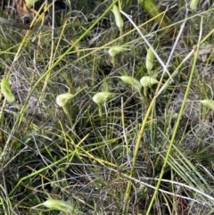Pterostylis pedoglossa at Green Cape, NSW - 24 Apr 2022