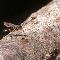 Xanthocryptus novozealandicus (Lemon tree borer parasite wasp) at Fyshwick, ACT - 11 Mar 2022 by Lewisc