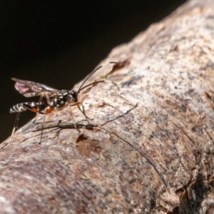 Xanthocryptus novozealandicus at Fyshwick, ACT - 11 Mar 2022 11:19 AM