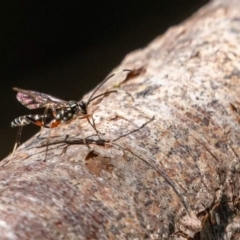 Xanthocryptus novozealandicus (Lemon tree borer parasite wasp) at Jerrabomberra Wetlands - 11 Mar 2022 by Lewisc