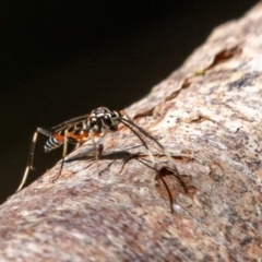 Xanthocryptus novozealandicus at Fyshwick, ACT - 11 Mar 2022 11:19 AM