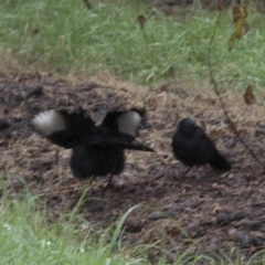 Corcorax melanorhamphos (White-winged Chough) at Molonglo Valley, ACT - 28 Apr 2022 by AlisonMilton