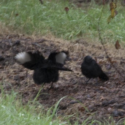 Corcorax melanorhamphos (White-winged Chough) at National Arboretum Forests - 28 Apr 2022 by AlisonMilton