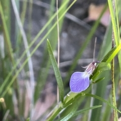 Pigea vernonii subsp. vernonii (Erect Violet) at Ben Boyd National Park - 24 Apr 2022 by JaneR