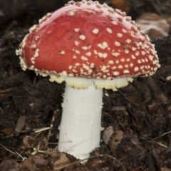 Amanita muscaria (Fly Agaric) at National Arboretum Forests - 28 Apr 2022 by AlisonMilton