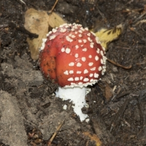 Amanita muscaria at Molonglo Valley, ACT - 28 Apr 2022