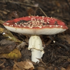 Amanita muscaria at Molonglo Valley, ACT - 28 Apr 2022