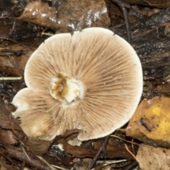 Unidentified Cap on a stem; gills below cap [mushrooms or mushroom-like] at National Arboretum Forests - 28 Apr 2022 by AlisonMilton