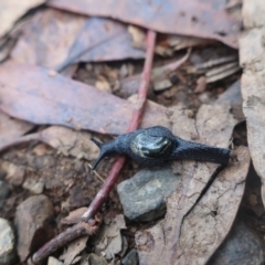 Helicarion cuvieri (A Semi-slug) at Tantangara, NSW - 27 Apr 2022 by LindaGroom