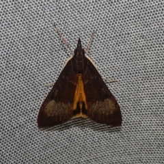 Uresiphita ornithopteralis (Tree Lucerne Moth) at McKellar, ACT - 30 Apr 2022 by Amata