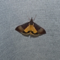 Uresiphita ornithopteralis at McKellar, ACT - 30 Apr 2022