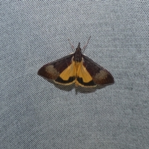 Uresiphita ornithopteralis at McKellar, ACT - 30 Apr 2022