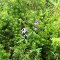 Leucopogon juniperinus at South Durras, NSW - suppressed