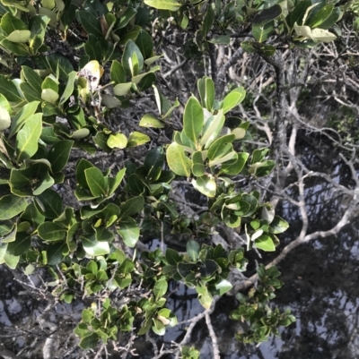 Avicennia marina subsp. australasica (Grey Mangrove) at Phillip Island Nature Park - 15 Apr 2022 by Tapirlord