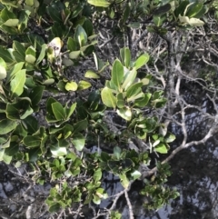 Avicennia marina subsp. australasica (Grey Mangrove) at Rhyll, VIC - 15 Apr 2022 by Tapirlord