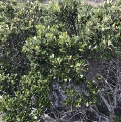 Avicennia marina subsp. australasica at Rhyll, VIC - 15 Apr 2022