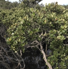 Avicennia marina subsp. australasica at Rhyll, VIC - 15 Apr 2022