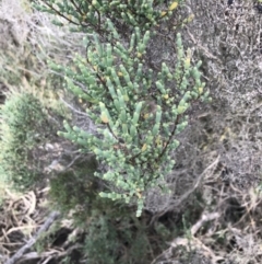 Tecticornia arbuscula (Shrubby Samphire) at Phillip Island Nature Park - 15 Apr 2022 by Tapirlord