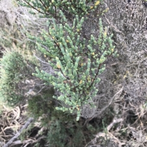 Tecticornia arbuscula at Rhyll, VIC - 15 Apr 2022 11:35 AM