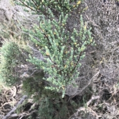 Tecticornia arbuscula (Shrubby Samphire) at Rhyll, VIC - 15 Apr 2022 by Tapirlord