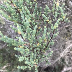 Tecticornia arbuscula at Rhyll, VIC - 15 Apr 2022 11:35 AM