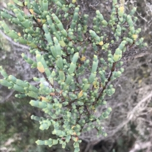 Tecticornia arbuscula at Rhyll, VIC - 15 Apr 2022