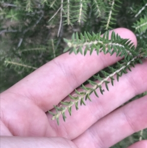 Melaleuca lanceolata at Rhyll, VIC - 15 Apr 2022