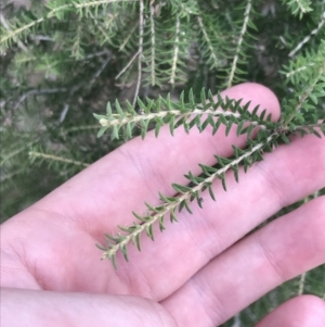 Melaleuca lanceolata at Rhyll, VIC - 15 Apr 2022