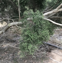 Melaleuca lanceolata at Rhyll, VIC - 15 Apr 2022