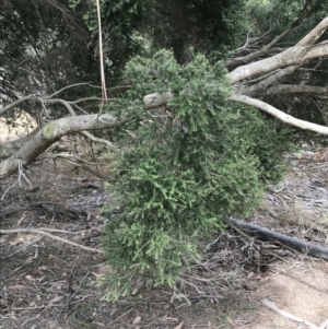 Melaleuca lanceolata at Rhyll, VIC - 15 Apr 2022 11:29 AM