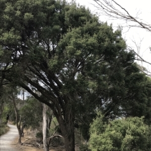 Melaleuca lanceolata at Rhyll, VIC - 15 Apr 2022