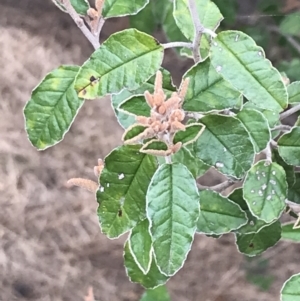 Pomaderris paniculosa subsp. paralia at Rhyll, VIC - 15 Apr 2022 11:13 AM