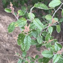 Pomaderris paniculosa subsp. paralia at Rhyll, VIC - 15 Apr 2022 11:13 AM