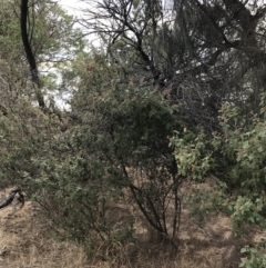 Pomaderris paniculosa subsp. paralia at Rhyll, VIC - 15 Apr 2022 11:13 AM