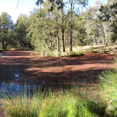 Azolla pinnata (Ferny Azolla) at Belconnen, ACT - 21 Jul 2020 by Birdy