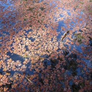 Azolla pinnata at Belconnen, ACT - 21 Jul 2020 11:12 AM