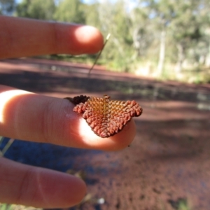 Azolla pinnata at Belconnen, ACT - 21 Jul 2020