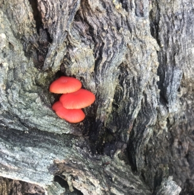 Unidentified Fungus at Evans Head, NSW - 30 Apr 2022 by AliClaw