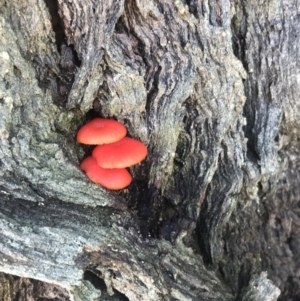 Unidentified Fungus (TBC) at suppressed by AliClaw