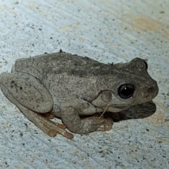 Litoria peronii (Peron's Tree Frog, Emerald Spotted Tree Frog) at Nanima, NSW - 29 Apr 2022 by Miko