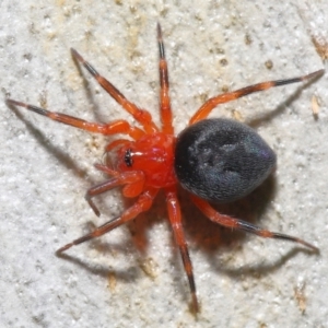 Nicodamidae (family) at Acton, ACT - 29 Apr 2022