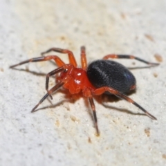 Nicodamidae (family) at Acton, ACT - 29 Apr 2022