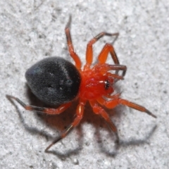 Nicodamidae (family) at Acton, ACT - 29 Apr 2022 12:08 PM