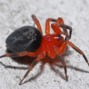 Nicodamidae (family) at Acton, ACT - 29 Apr 2022