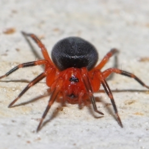 Nicodamidae (family) at Acton, ACT - 29 Apr 2022 12:08 PM