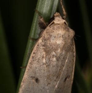 Proteuxoa hypochalchis at Melba, ACT - 3 Apr 2022