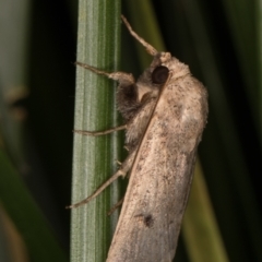 Proteuxoa hypochalchis at Melba, ACT - 3 Apr 2022