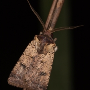 Agrotis porphyricollis at Melba, ACT - 3 Apr 2022 11:03 PM